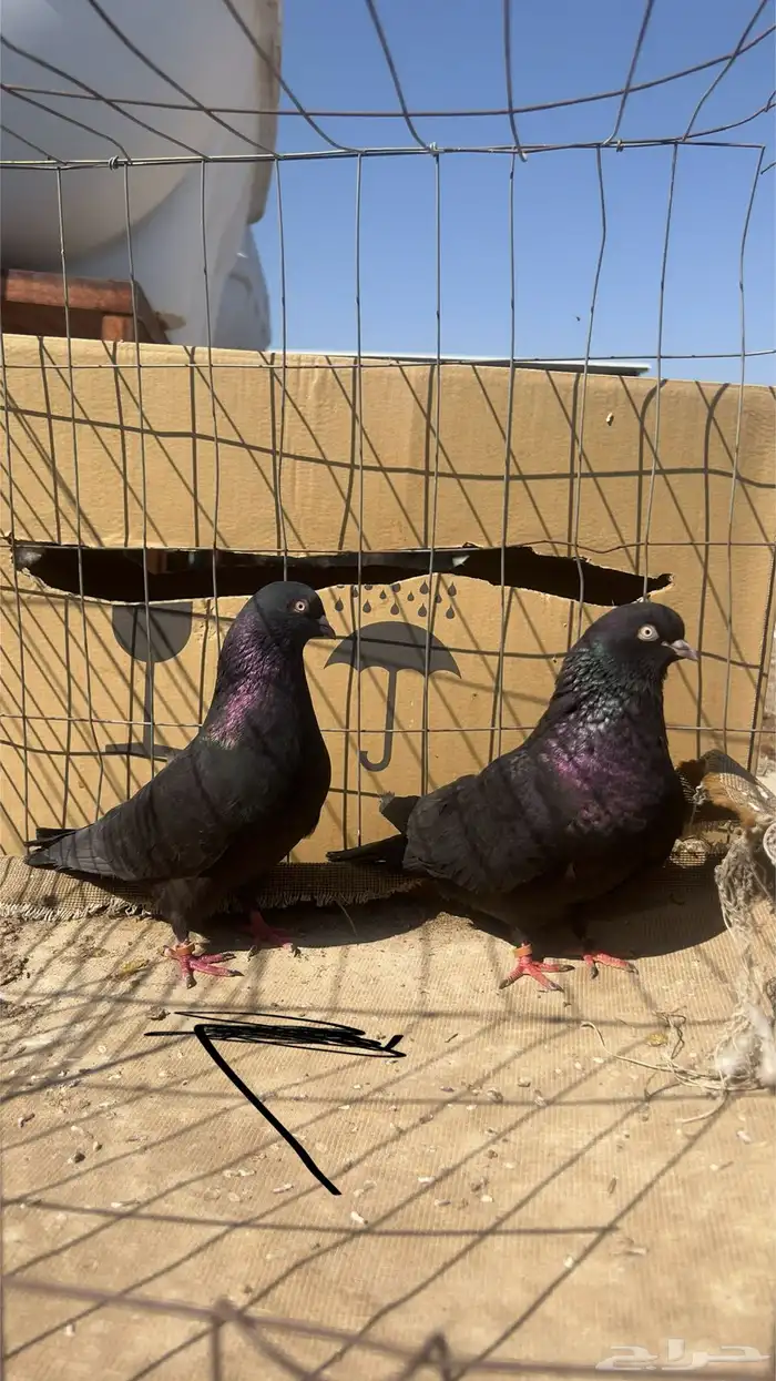 حمام قطيفي للبيع 6