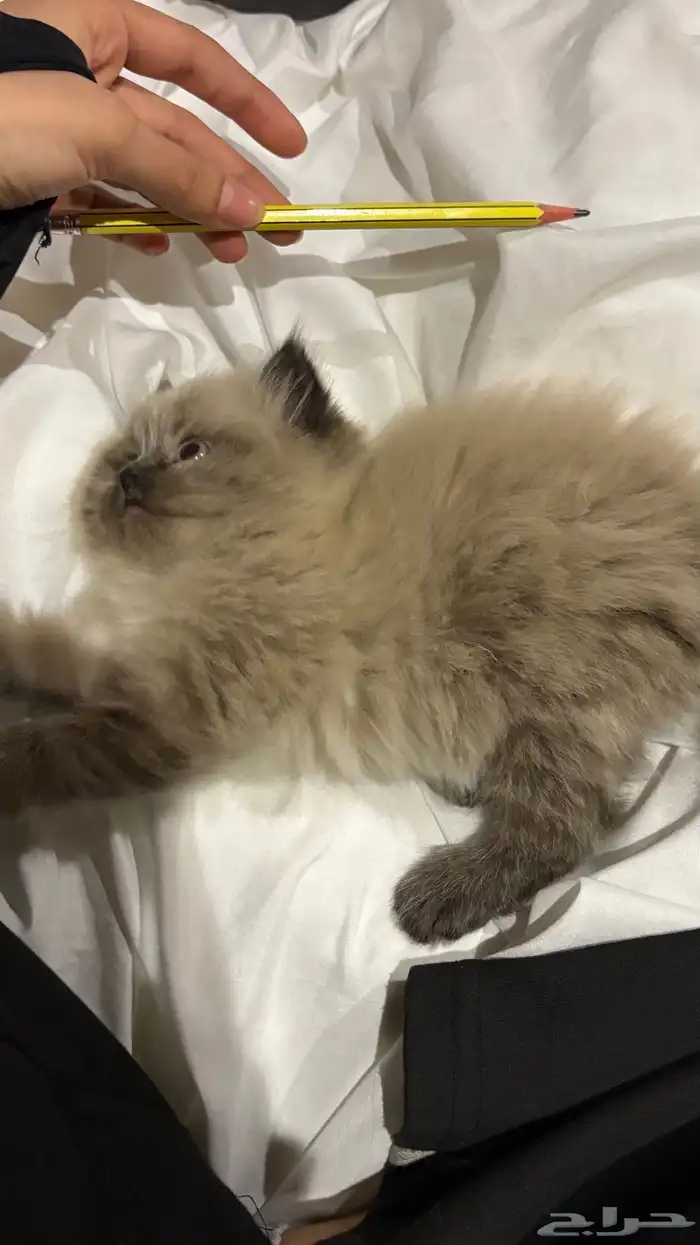 هجين سكوتش وهملايا 13