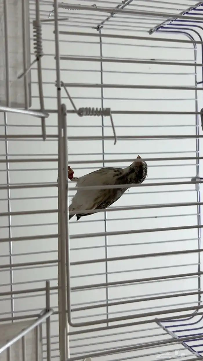 ياسمين بيور 3