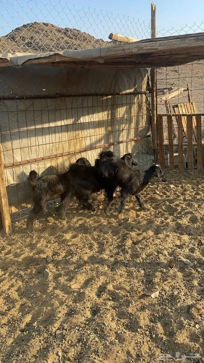 تيوس مندي(تم البيع) 5