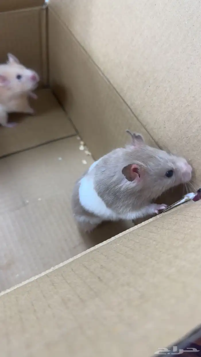 همستر اليف للبيع 0