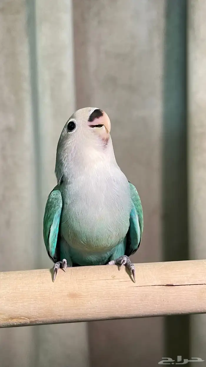 روزات نهاية فطام 2