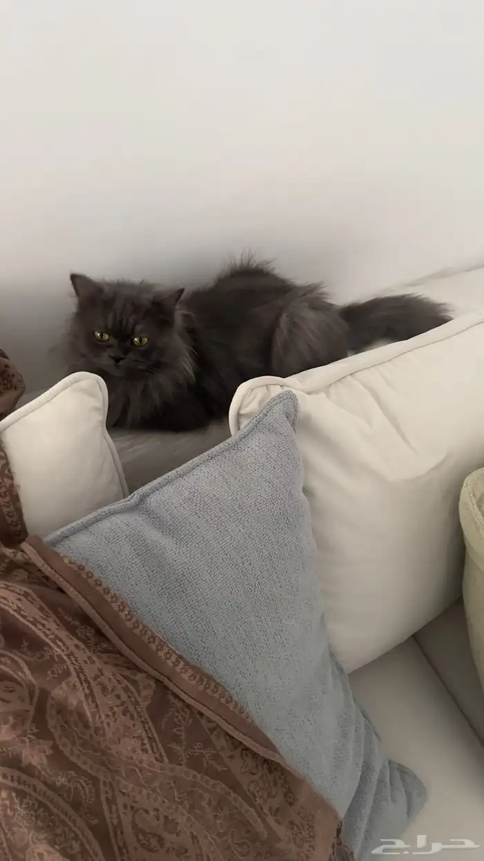 قطة شيرازية للتبني 0