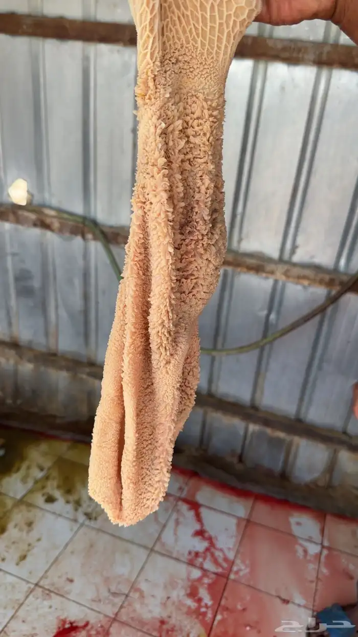 ذبايح فاخرة 5