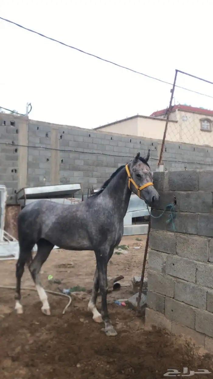 مهر كفو للبيع 2