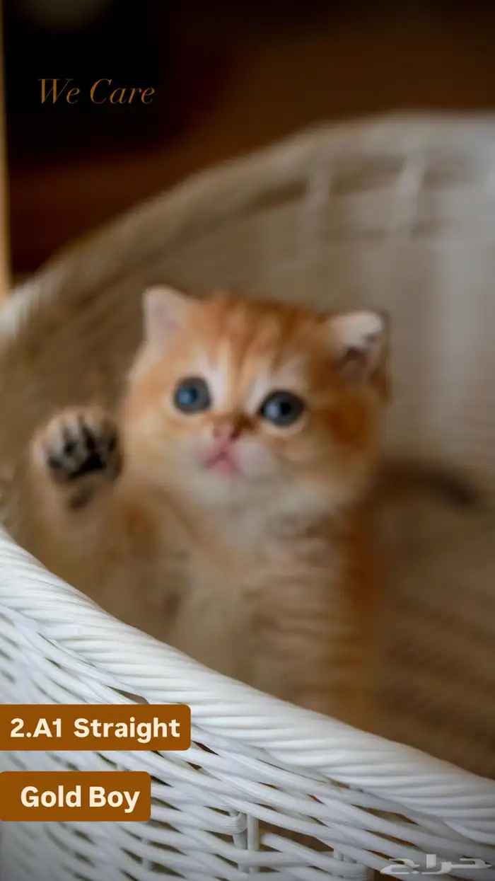 سكوتش قولد بيور فولد NY 3