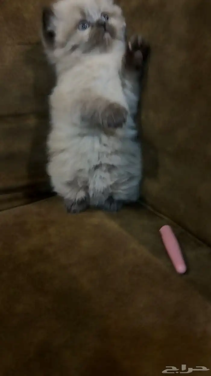 هجين سكوتش وهملايا 18