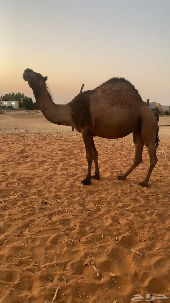 لقحه صفرا دبيانيه 1