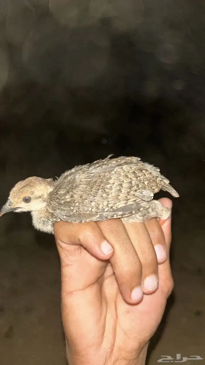 فروخ قهد حق تربيه الي يبي يتواصل معي 0