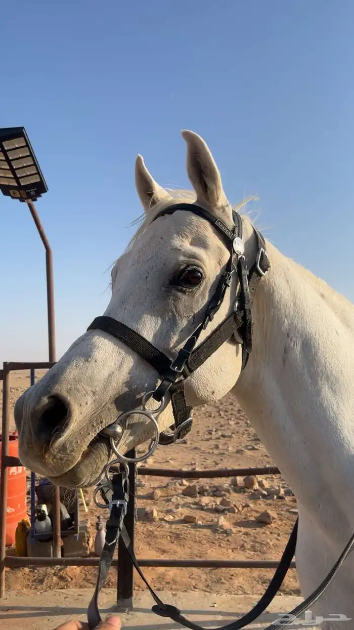 حصان واهو مصري بيور 5