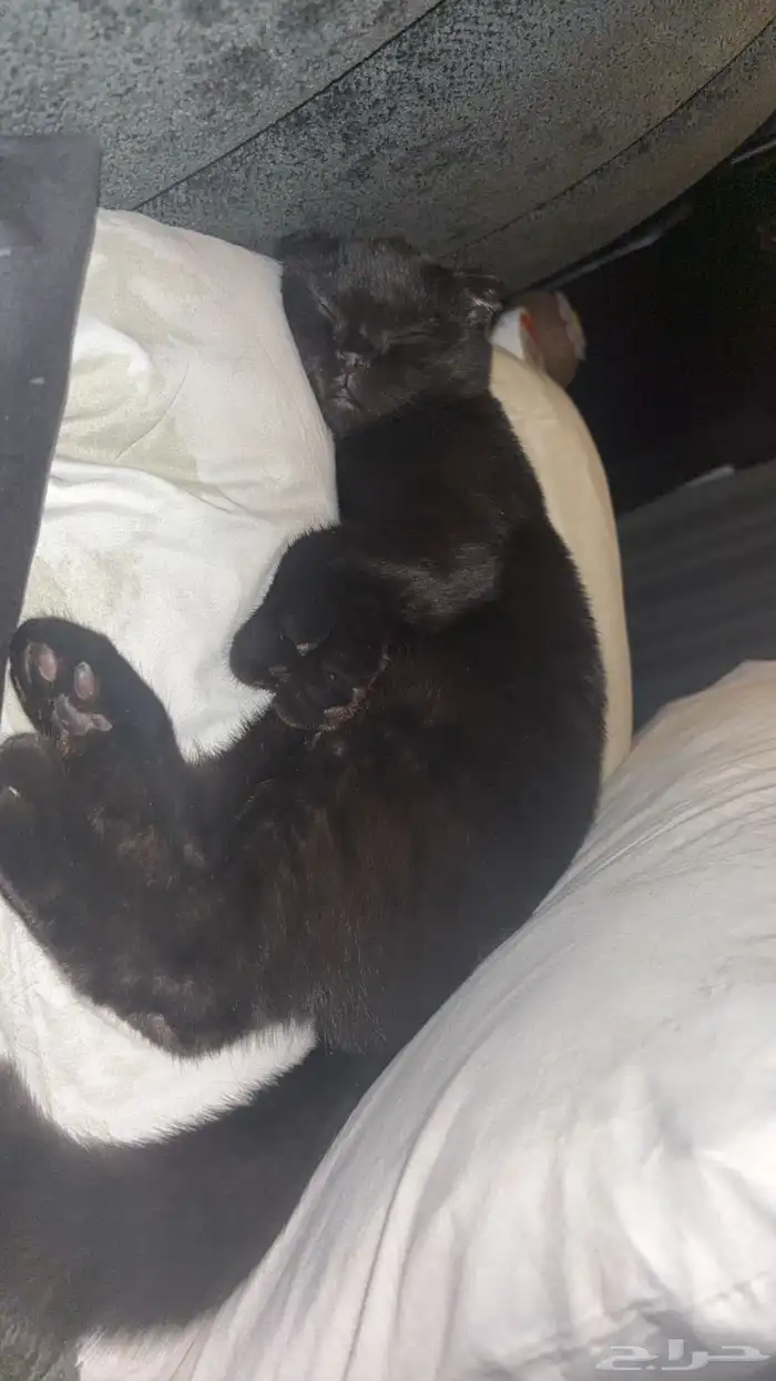 قط بني غامق 0