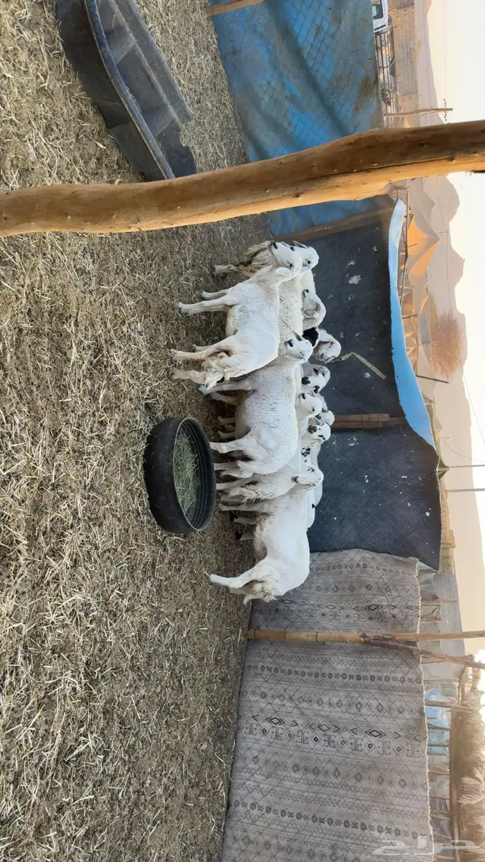 غنم حصيب ودفيع فحص سونار 5