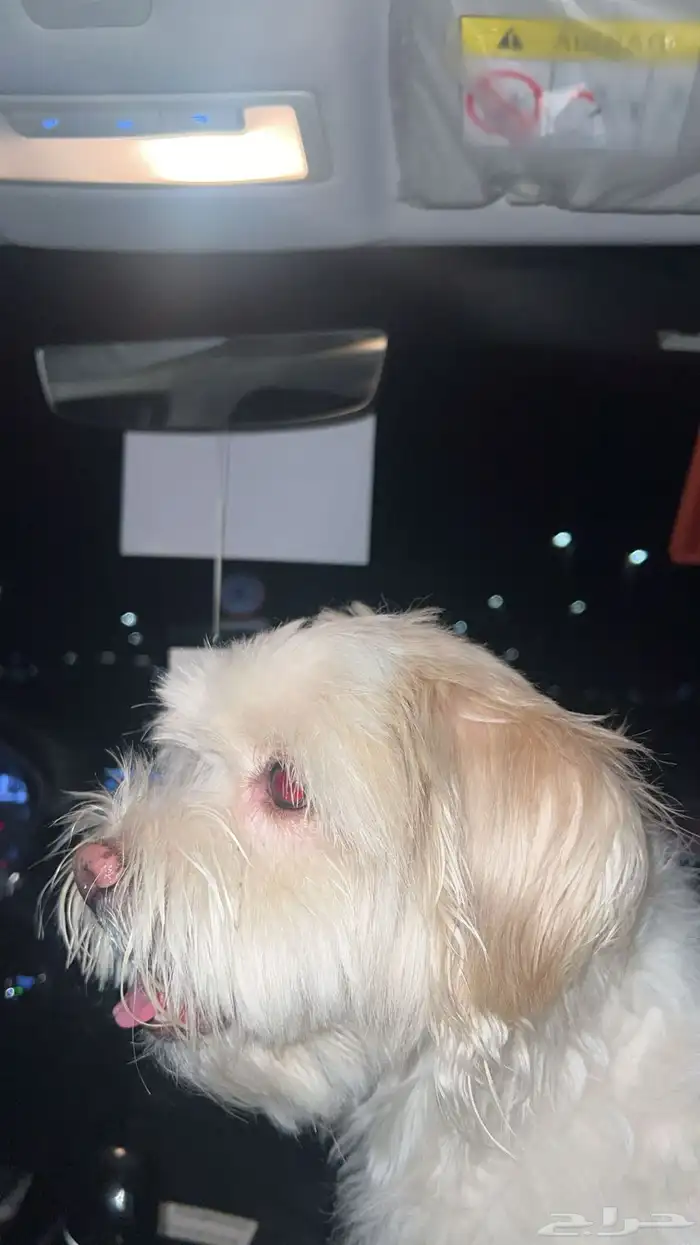 كلب مالتيز 1