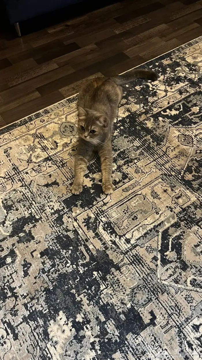 قطة للتبني 0