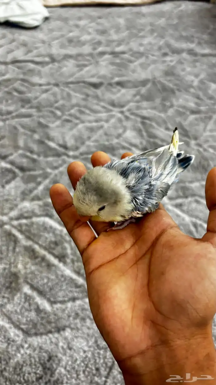 فرخ روز أليف العمر ماكمل شهر 1