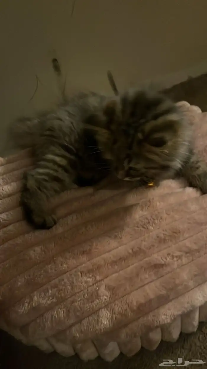 قطه للتبني 2