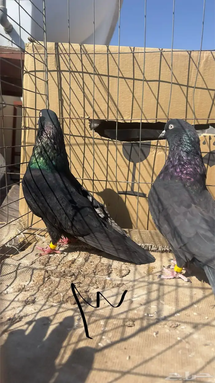 حمام قطيفي للبيع 10