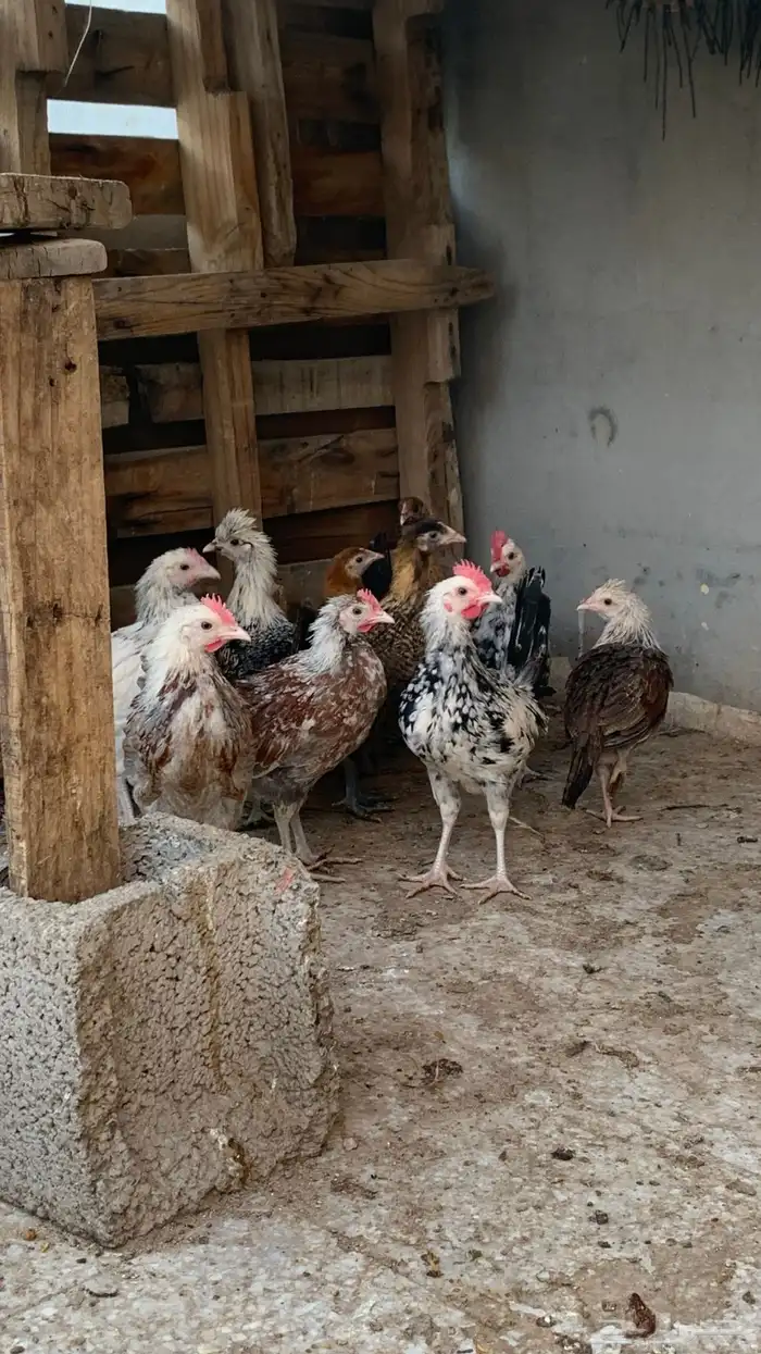 صوص بلدي عمر ثلاثه اشهر تقريبا 0