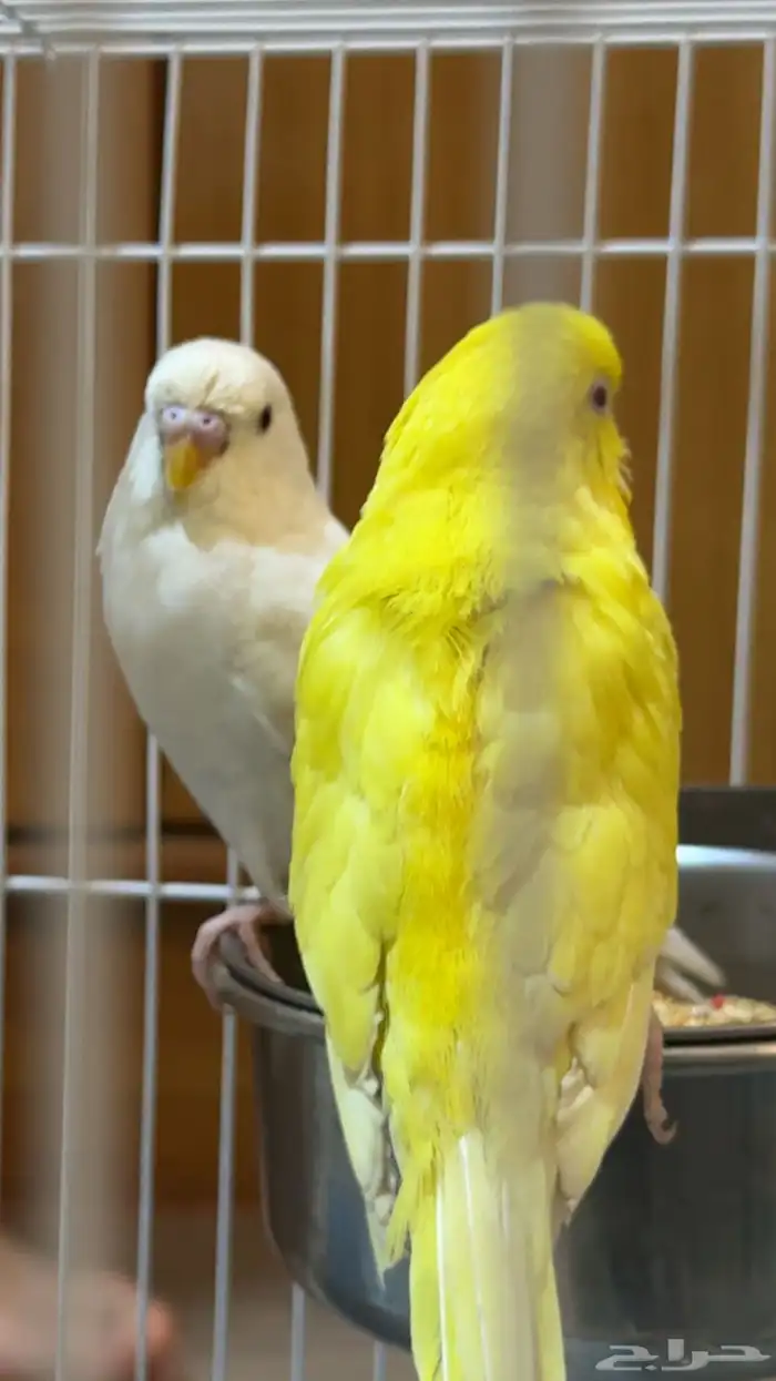 طيور ح ب للبيع مع بياضه واكل وقفص ومأكليات ومشربيات 1