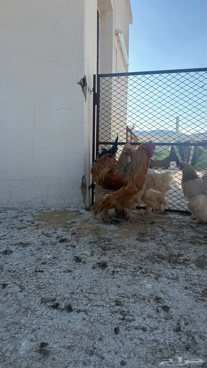 دجاج براهما طقم ديك ثلاث اناثي 8