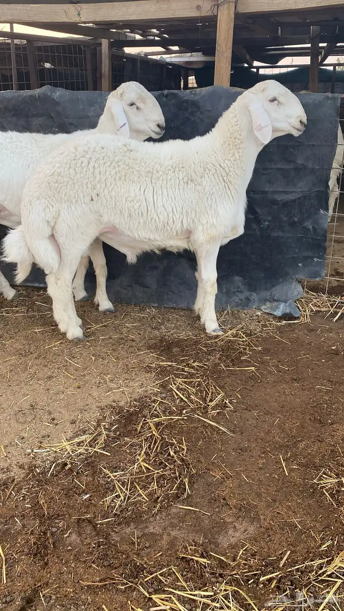 طلي حري صنف وبره قطنيه وارتفاع فاخر 4