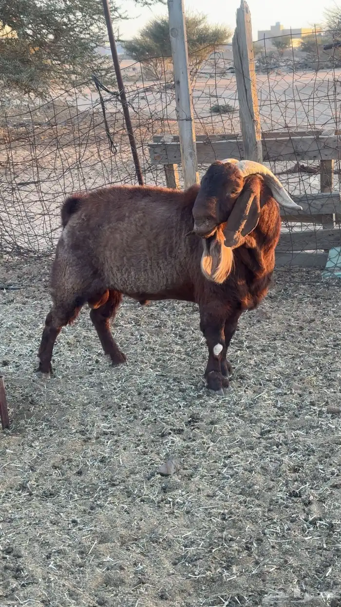 تيس كلهاري بيور 1