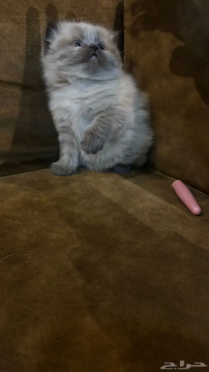 هجين سكوتش وهملايا 19