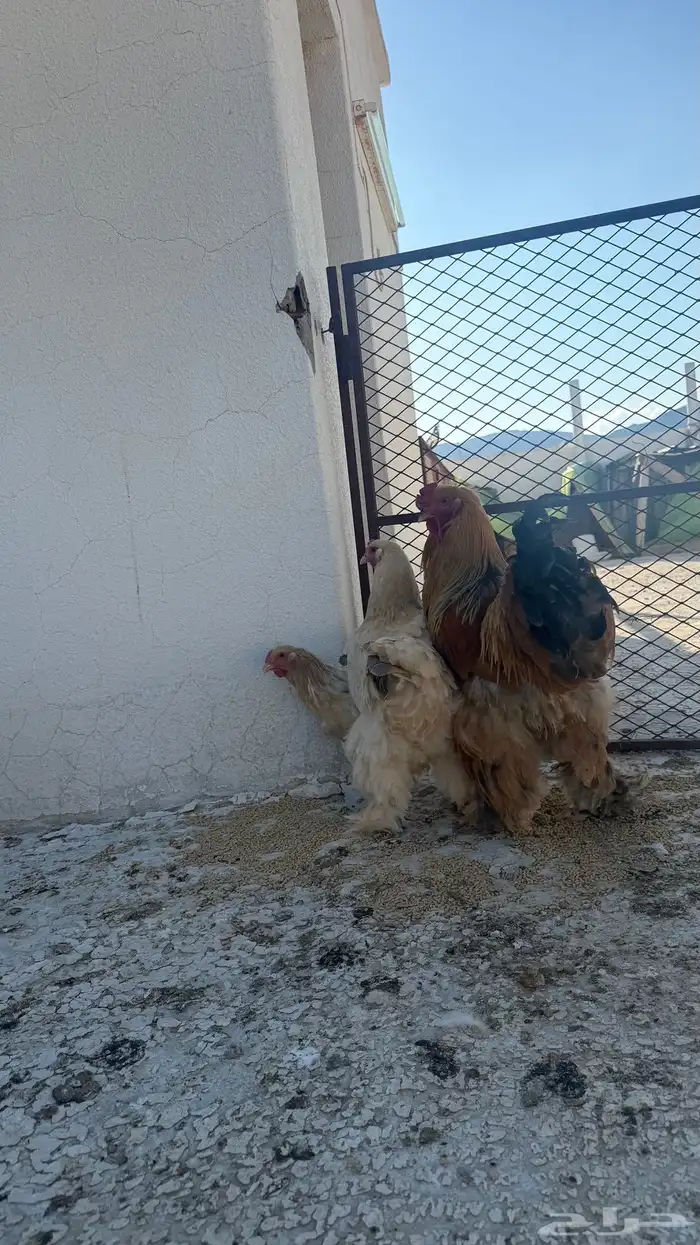 دجاج براهما طقم ديك ثلاث اناثي 3