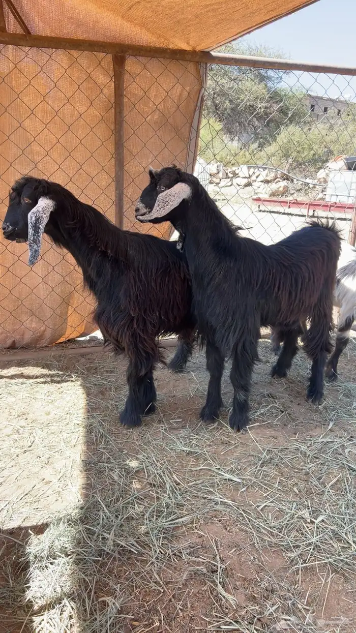 تيوس ثنيان مخصا 2