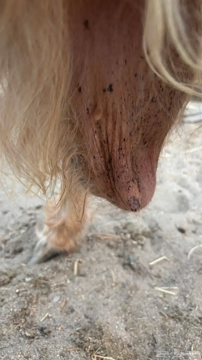 عنز مصريه فاخره والد متاومه تحتها 2 تيوس 6