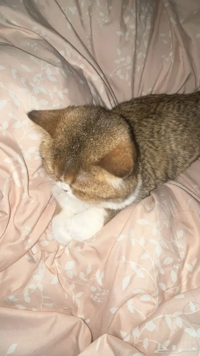 قطه للتزاوج 3