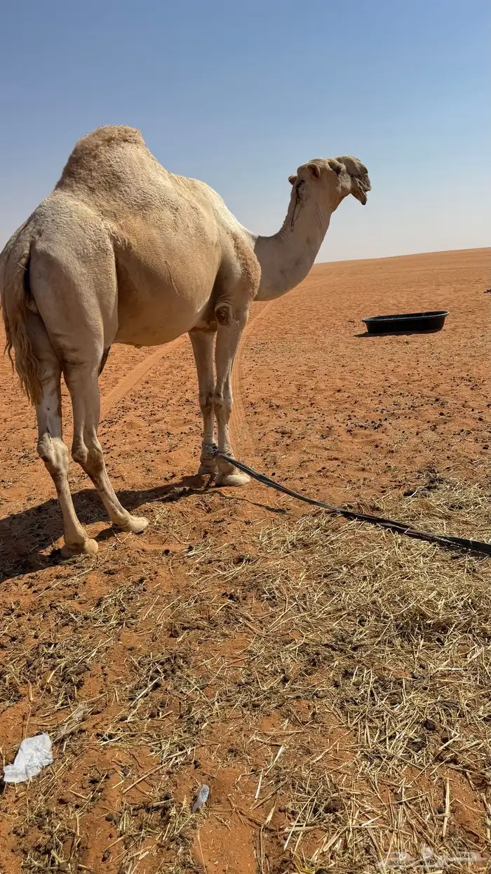 فحل منتج بعير كفو وانتاجه موجود وكفو 1