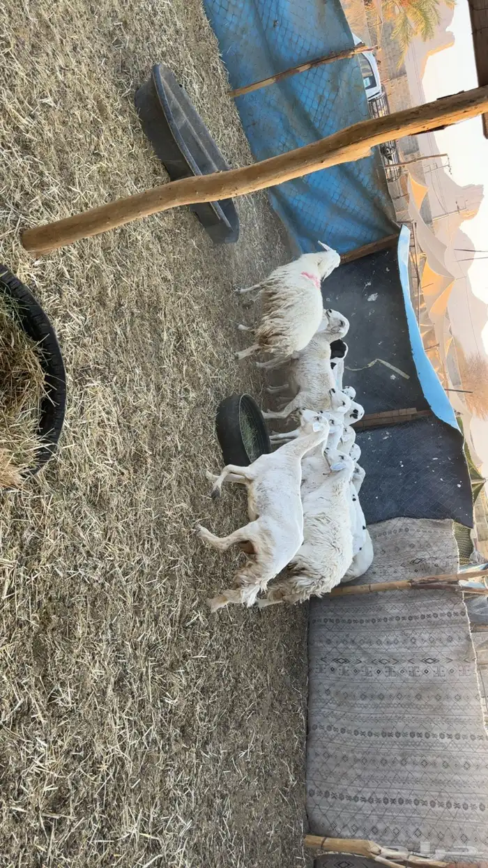 غنم حصيب ودفيع فحص سونار 4