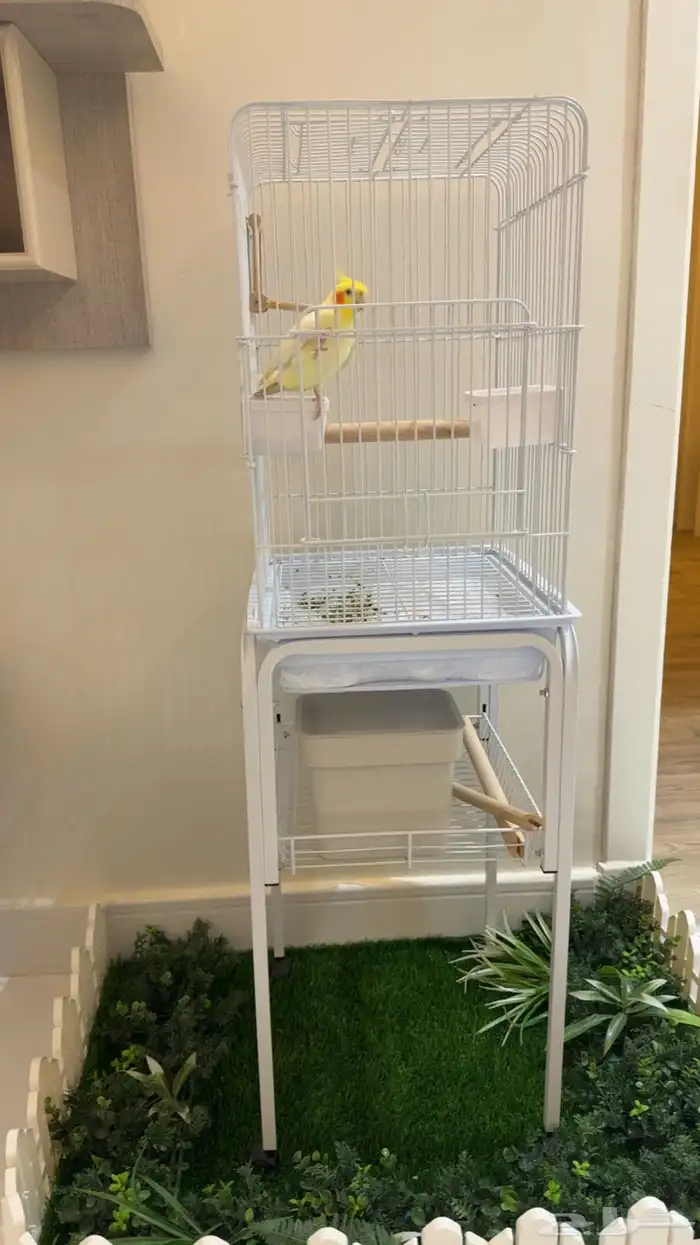 كروان لاتينو متكلم 0