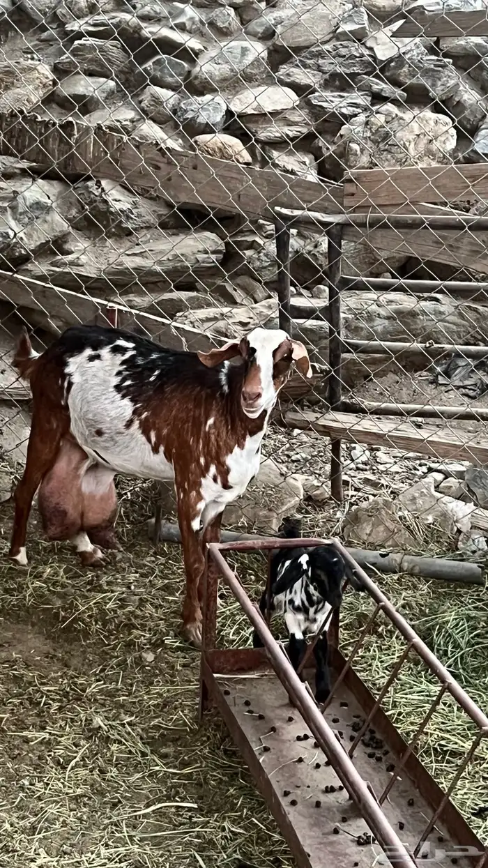 شاة معها أنثى 1