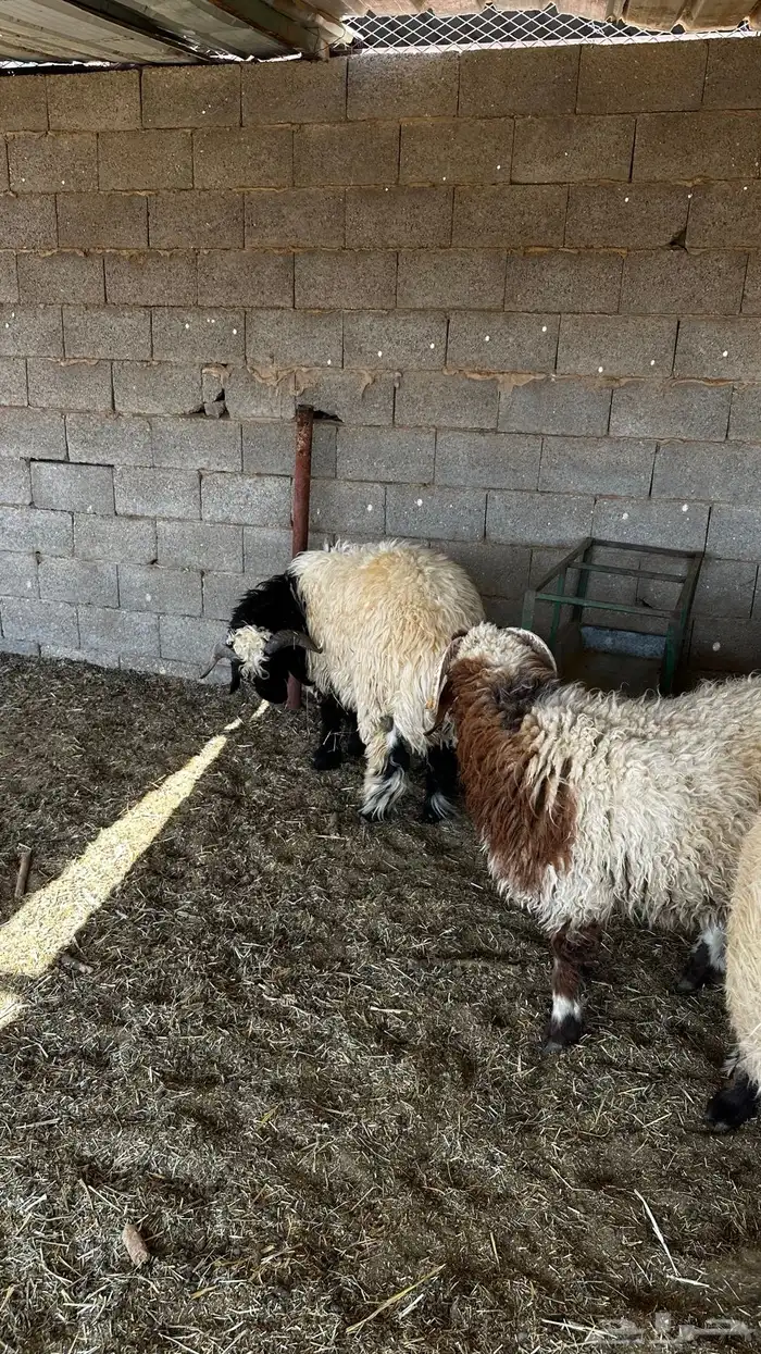 ذبايح نعيم 3