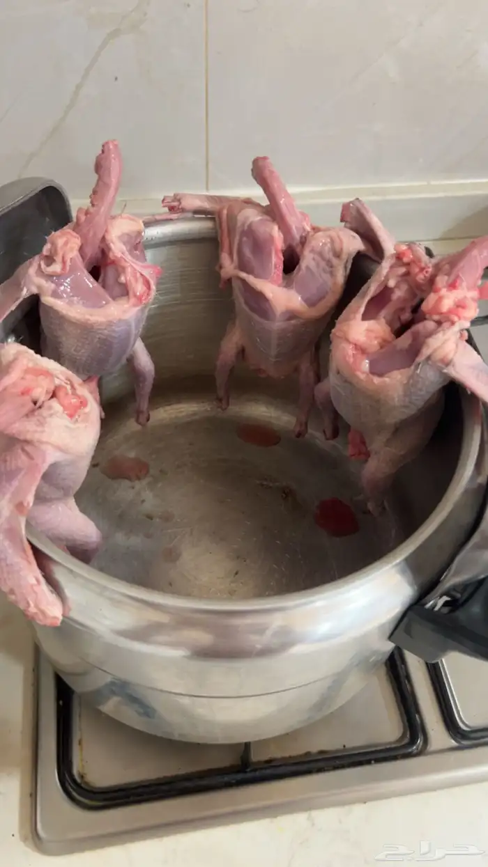 فروخ حمام للبيع فرنسي سلفر زاجل مذبوح 4