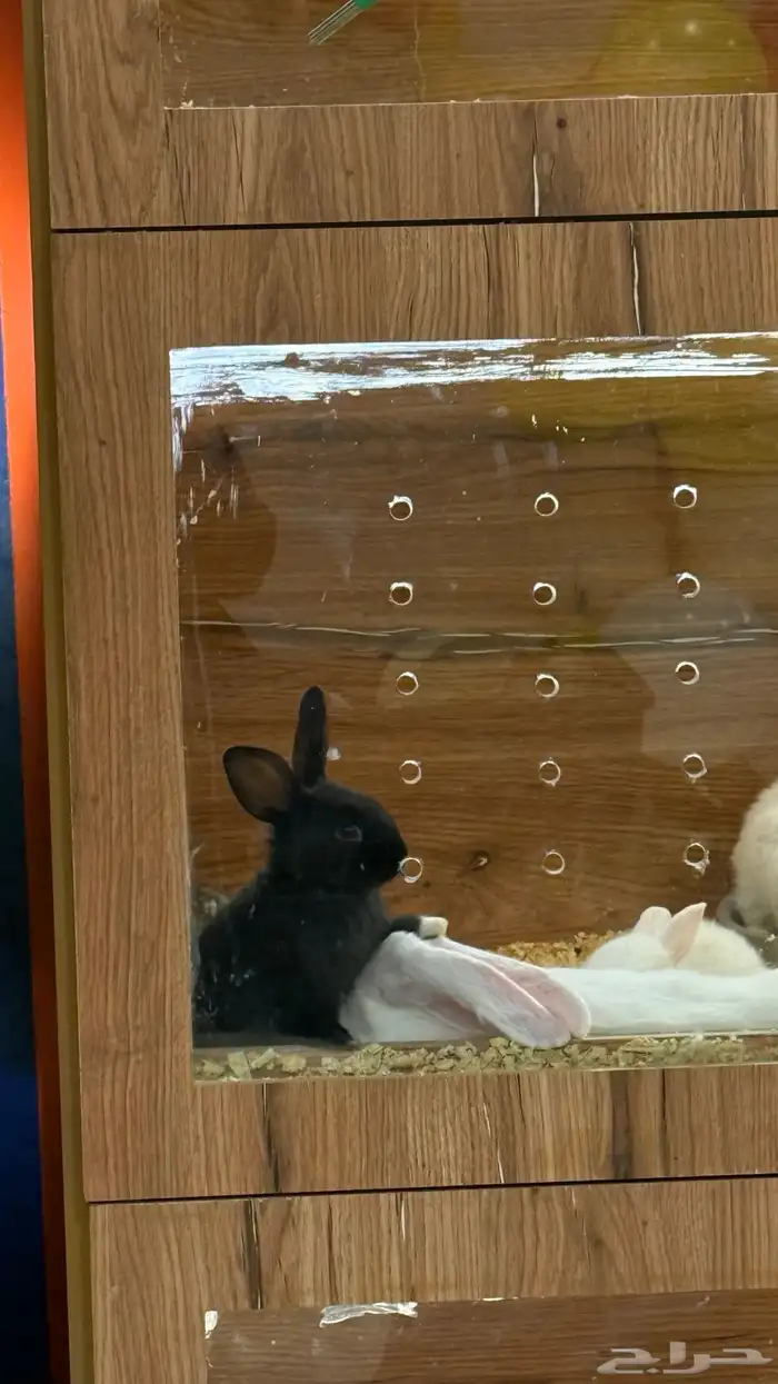 ارانب بانيز صغار 6