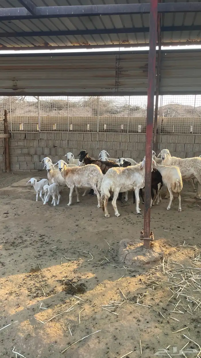 حريات من الجذع الى السديس 3