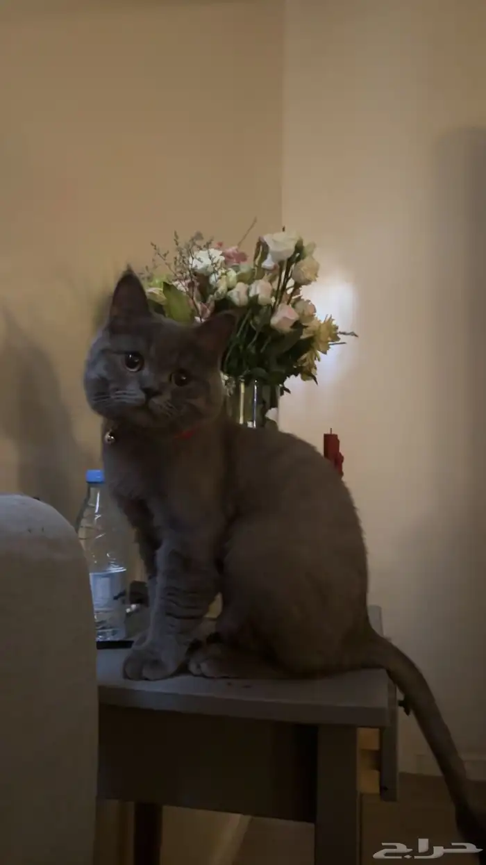 قط طالب تزاوج 2