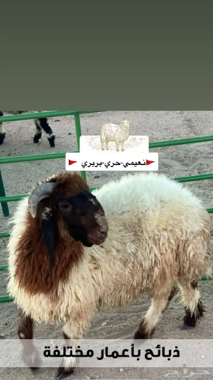 ذبايح 0
