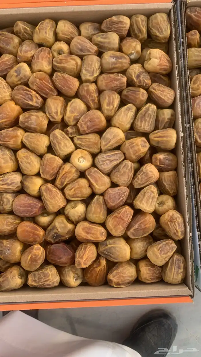 سكري وصقعي وخلاص 2