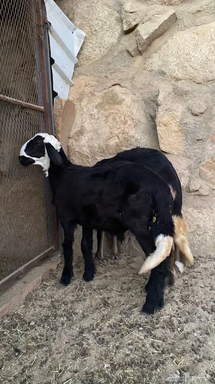 مشاريع فحول درمانية 1