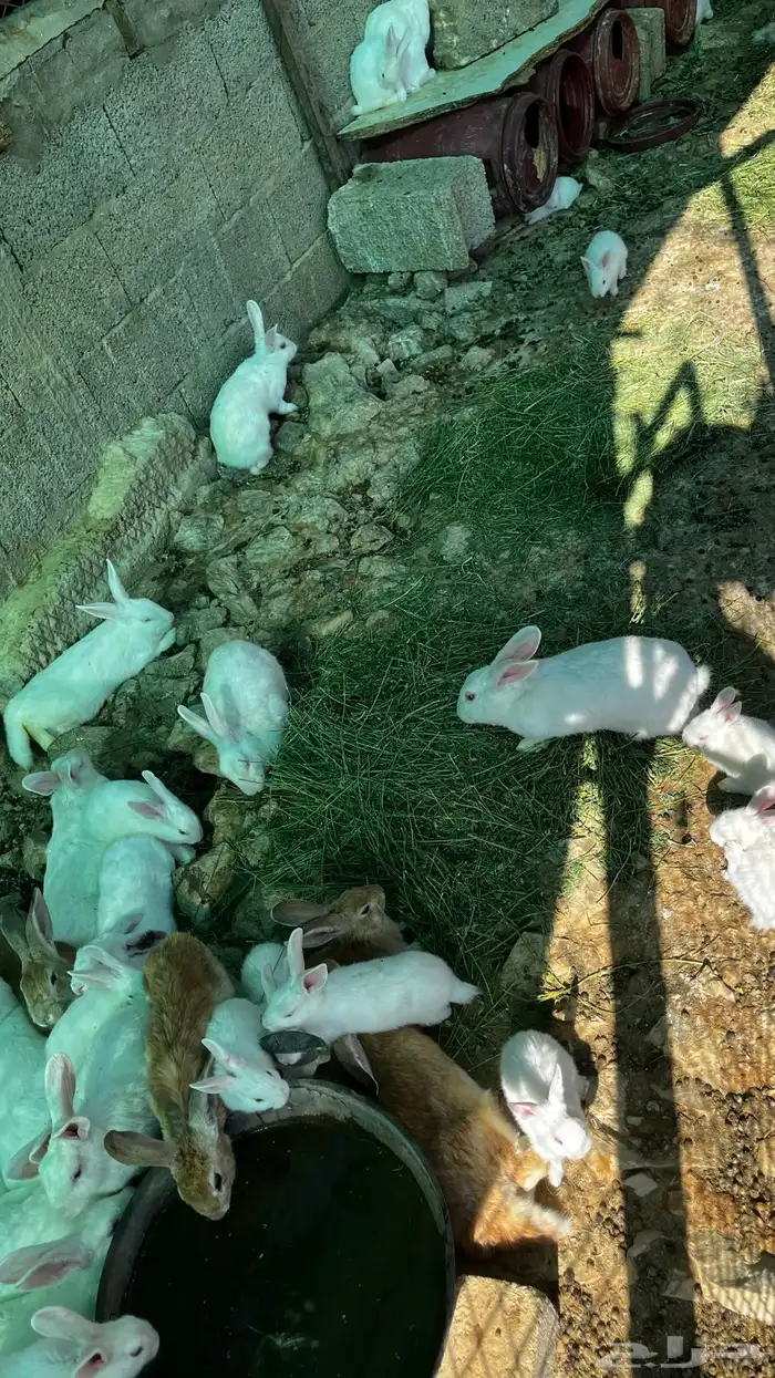 ارانب فرنسيه 1