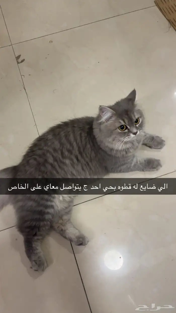 قط ضايع بحي احد 0