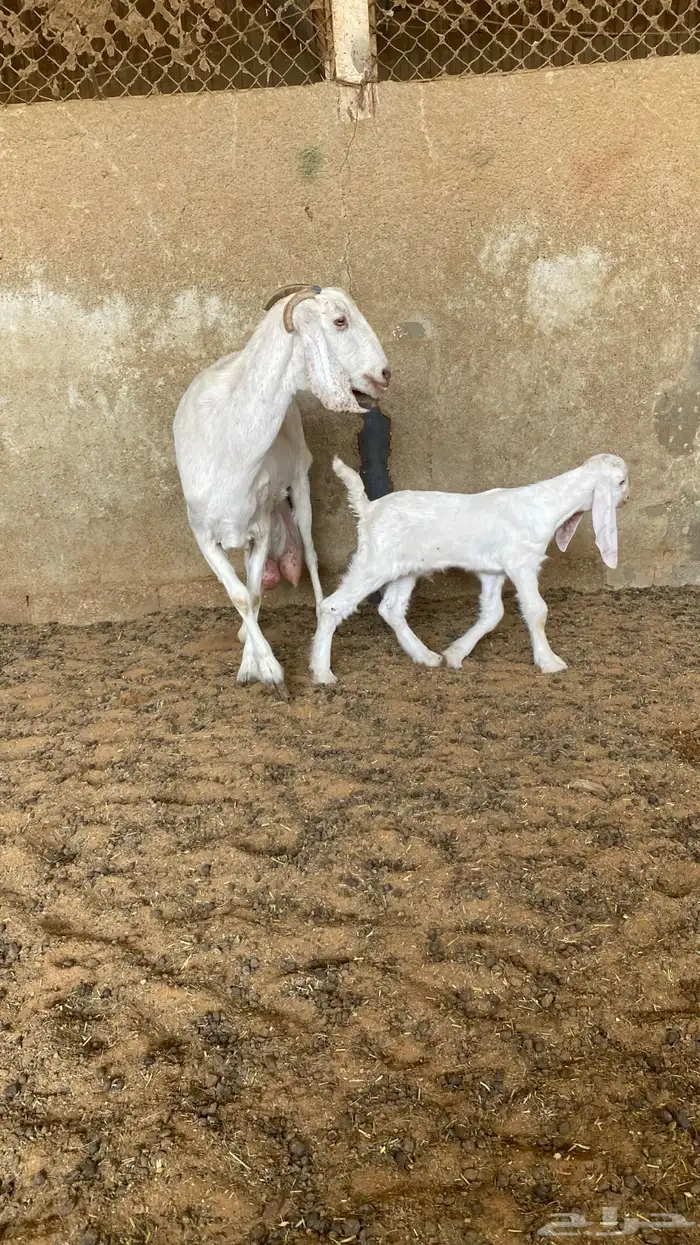 عنز مشروكه تحتها تيس 2