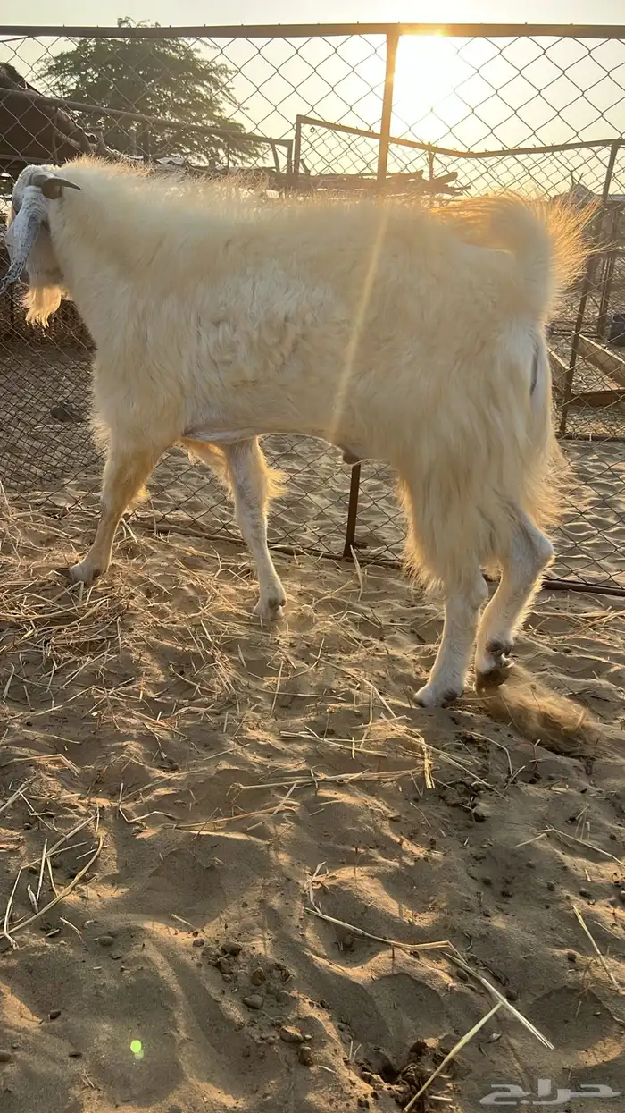 تيس عارضي للبيع 3