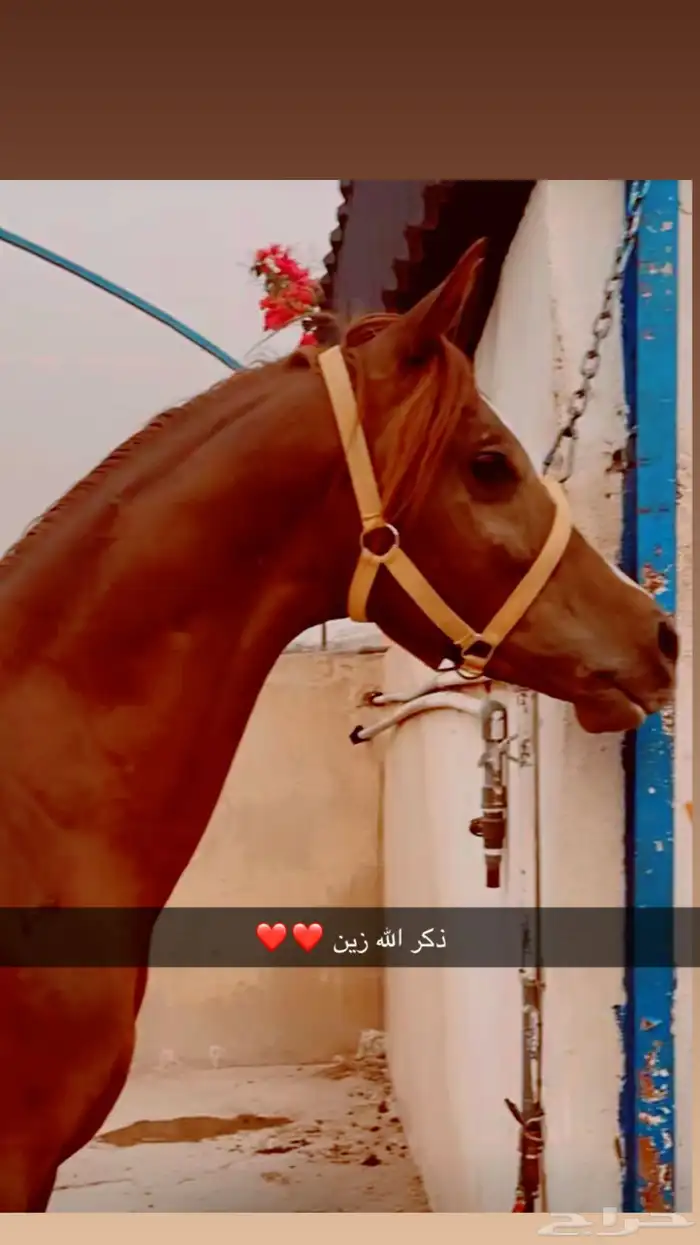 حصان شعبي حار تربيع خطوه مسار العمر 4 سنه 3