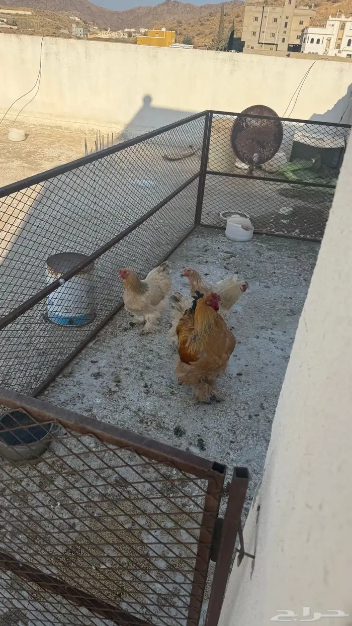 دجاج براهما طقم ديك ثلاث اناثي 12