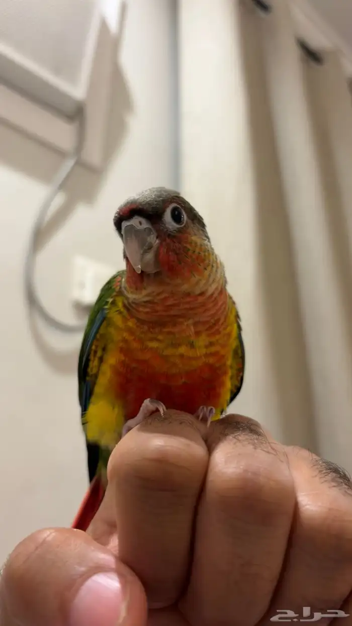 فرخين كنيور بداية فطام 0